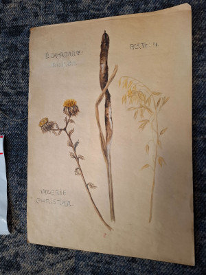 Art. 184728